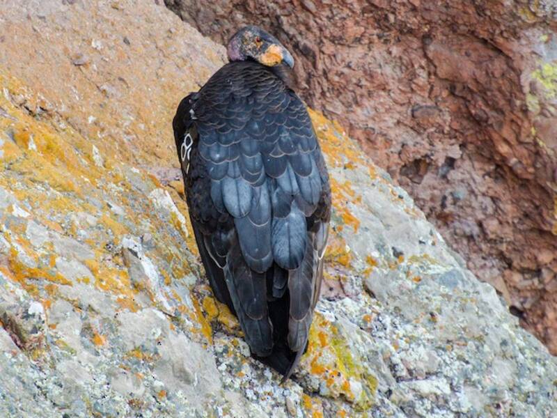 Condor de Californie, Photos 3