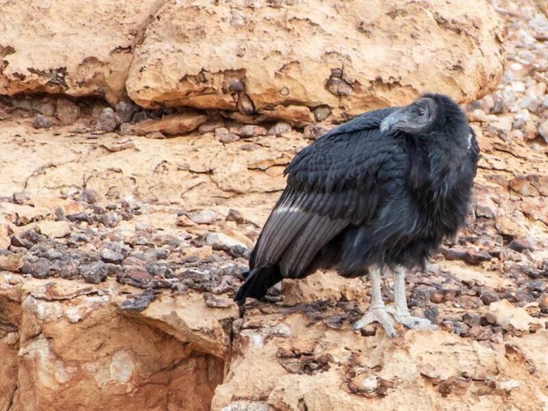 California Condor (Gymnogyps californianus)