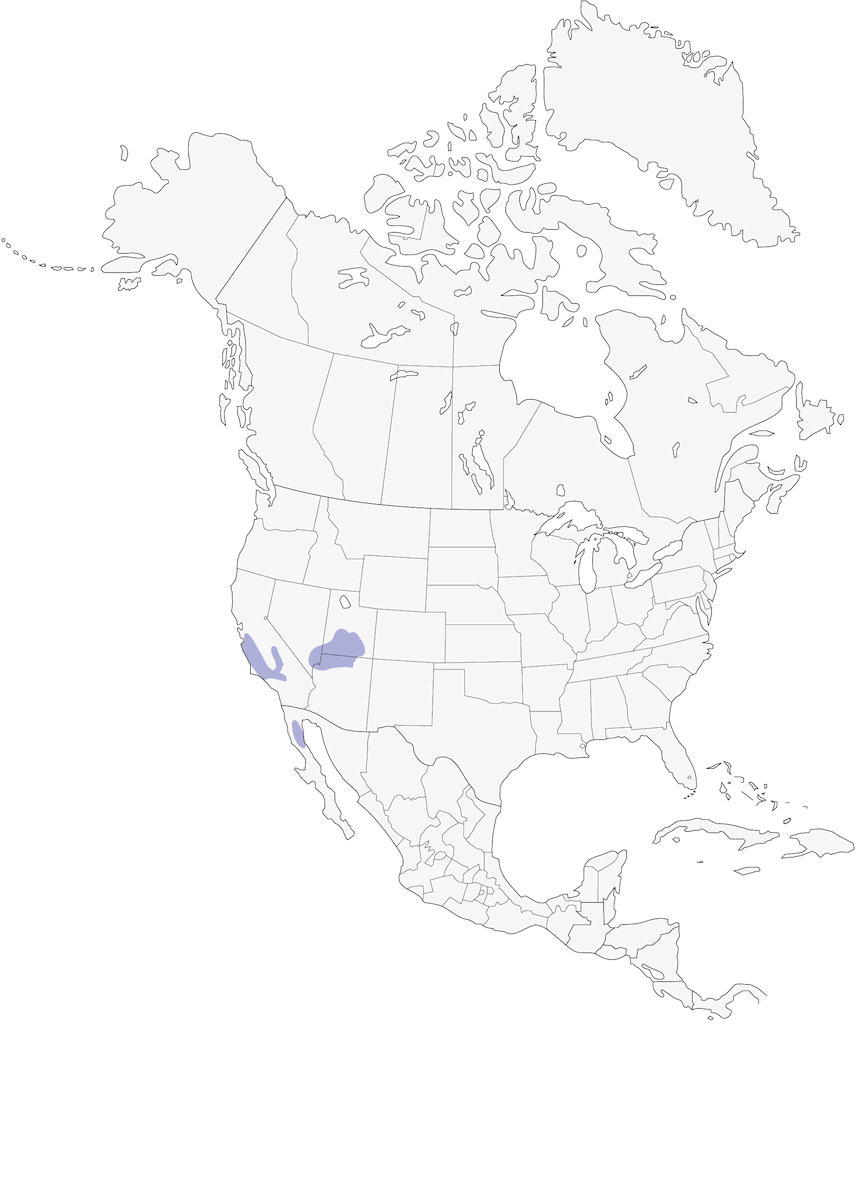 Condor de Californie, Distribution 1