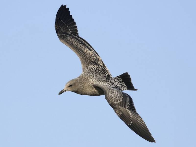 Gaviota Californiana, Fotos 4