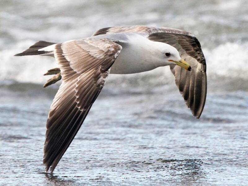 Gaviota Californiana