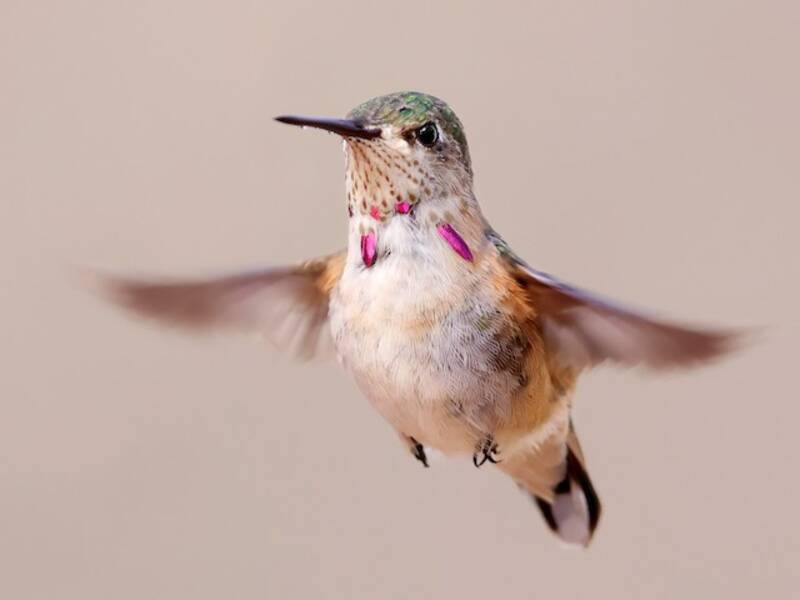 Colibrì di Calliope