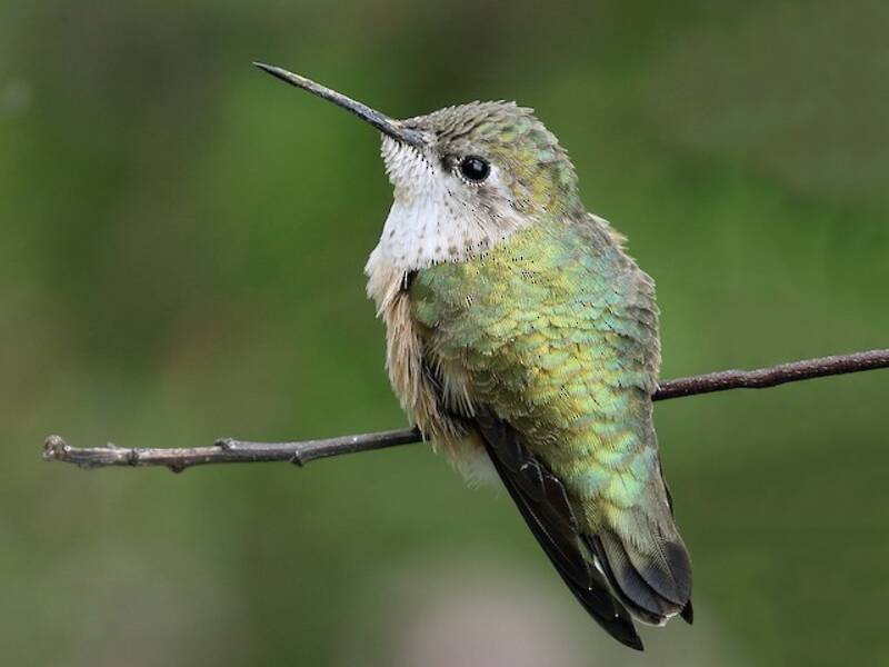 Colibrì di Calliope, Foto 4