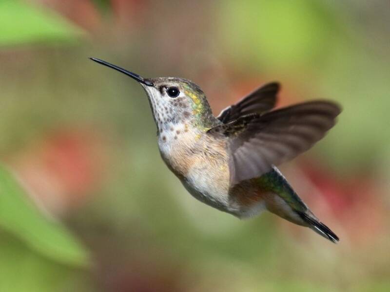 Colibrì di Calliope, Foto 3