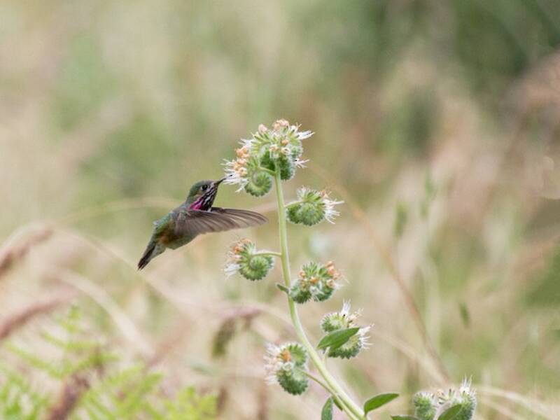 Colibrì di Calliope, Foto 2