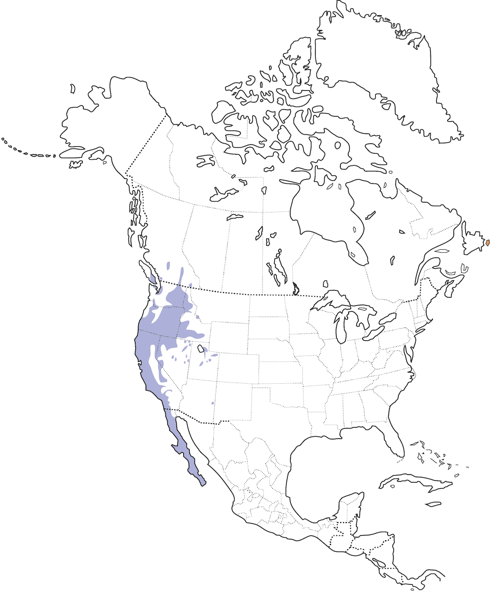 Colin de Californie, Distribution 1