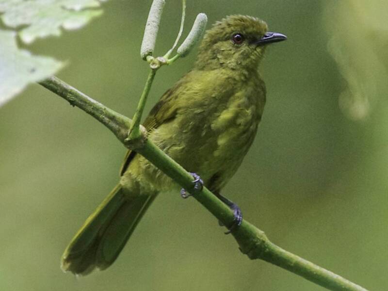 Bulbul montano del Camerun, Foto 2