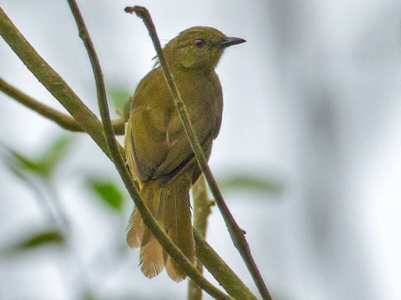 Bulbul montano del Camerun