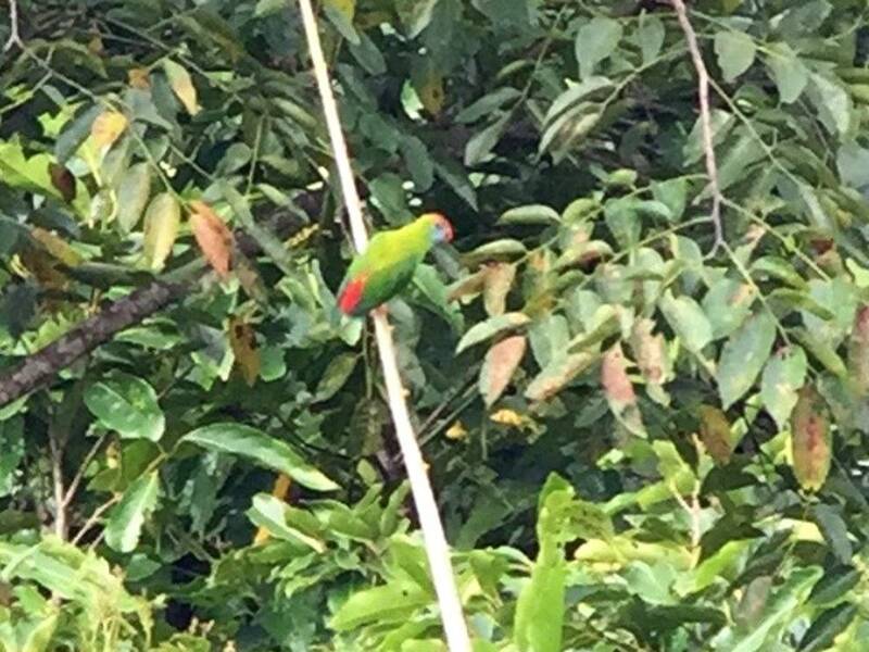 Lorichetto sospeso di Camiguin