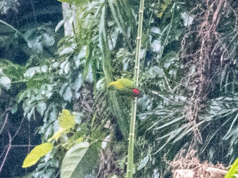 Lorichetto sospeso di Camiguin, Foto 2