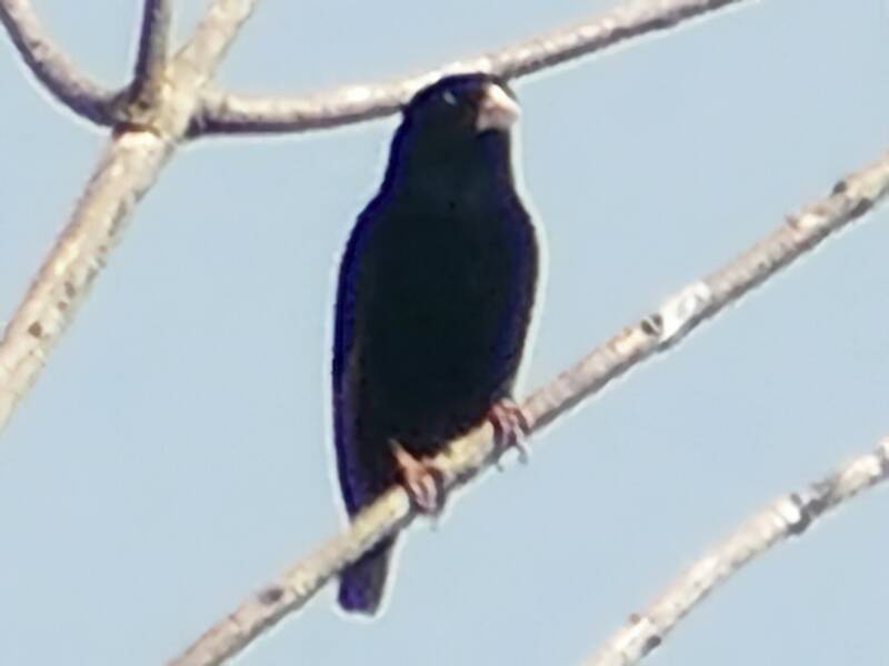 Cameroon Indigobird