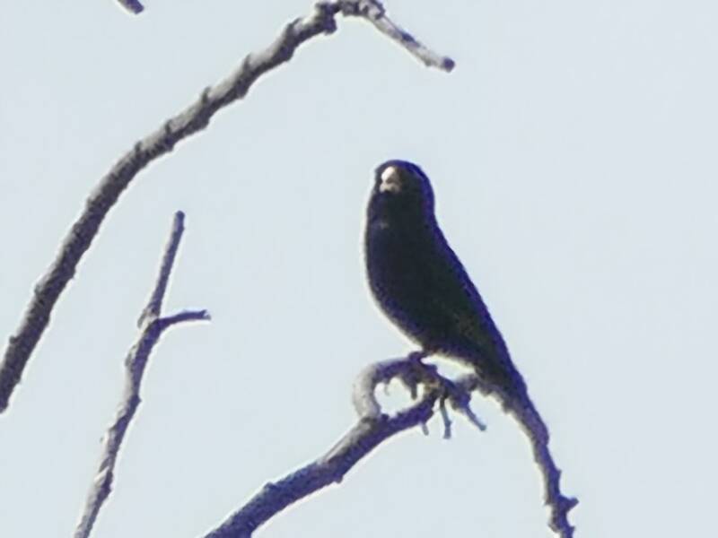 Cameroon Indigobird, Photos 2