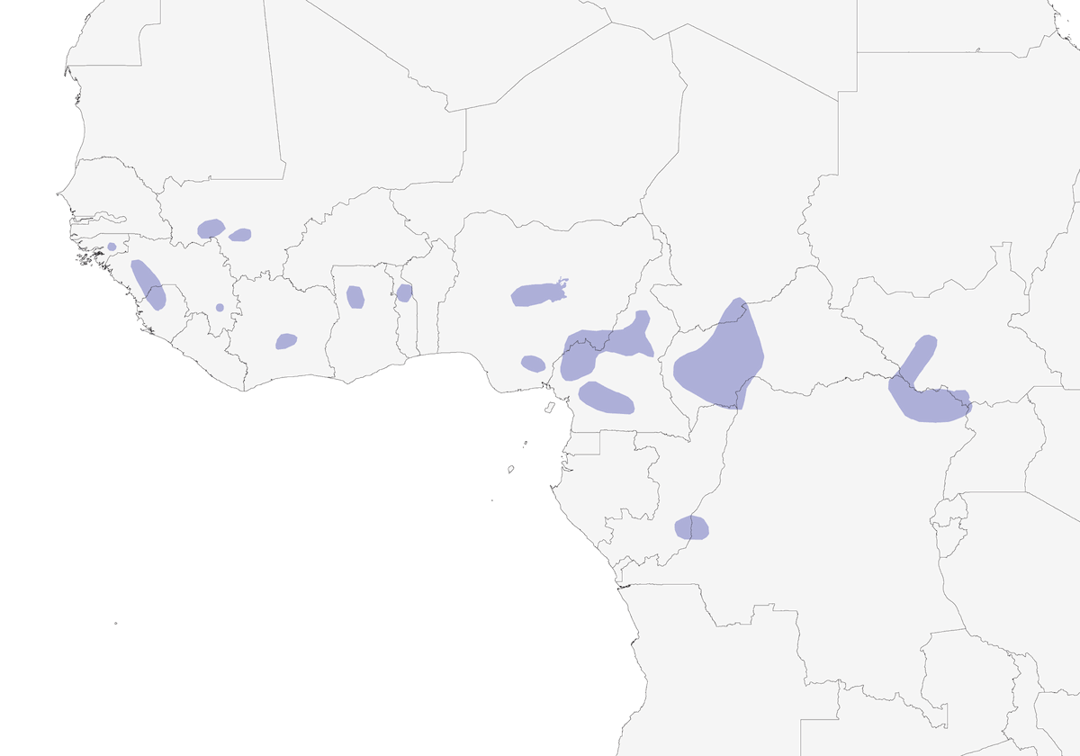 Cameroon Indigobird, Distribution 1