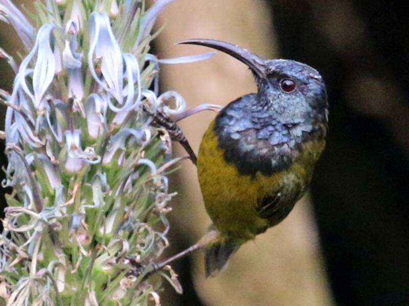 Cameroon Sunbird