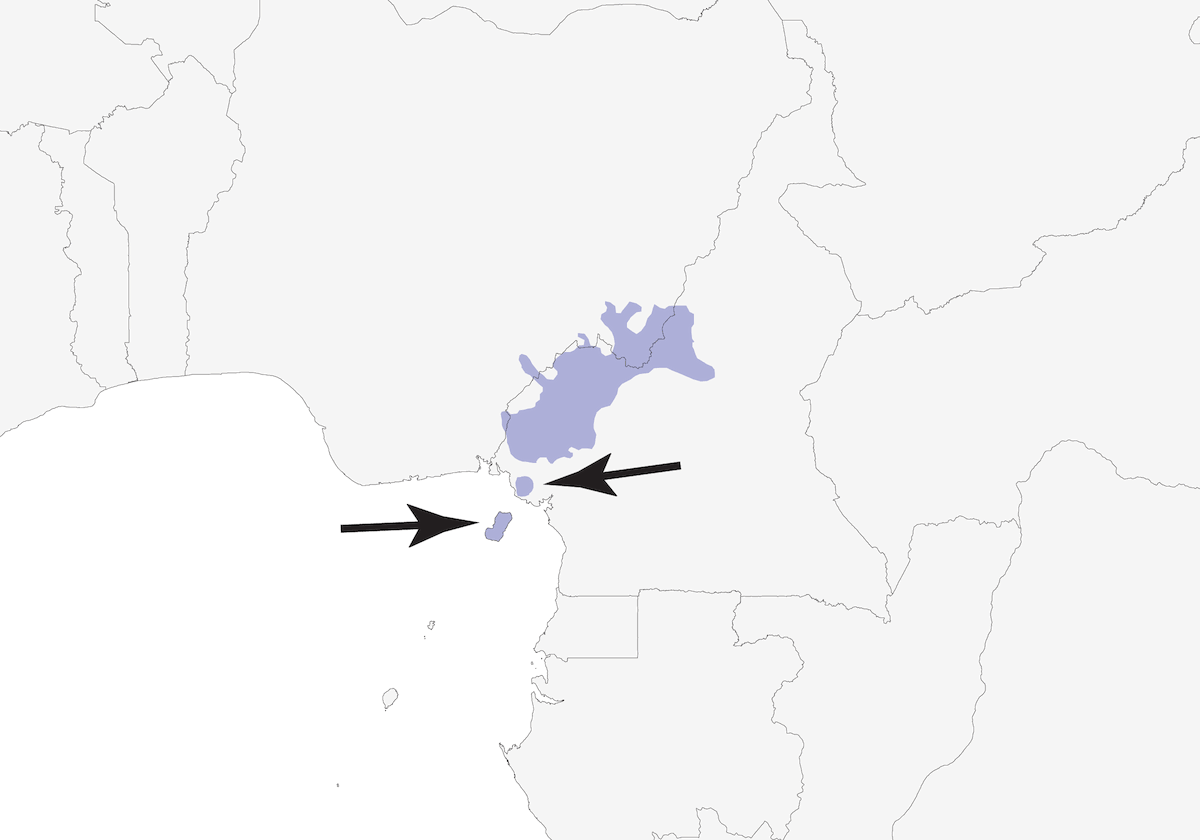 Suimanga de Camerún, Distribución 1