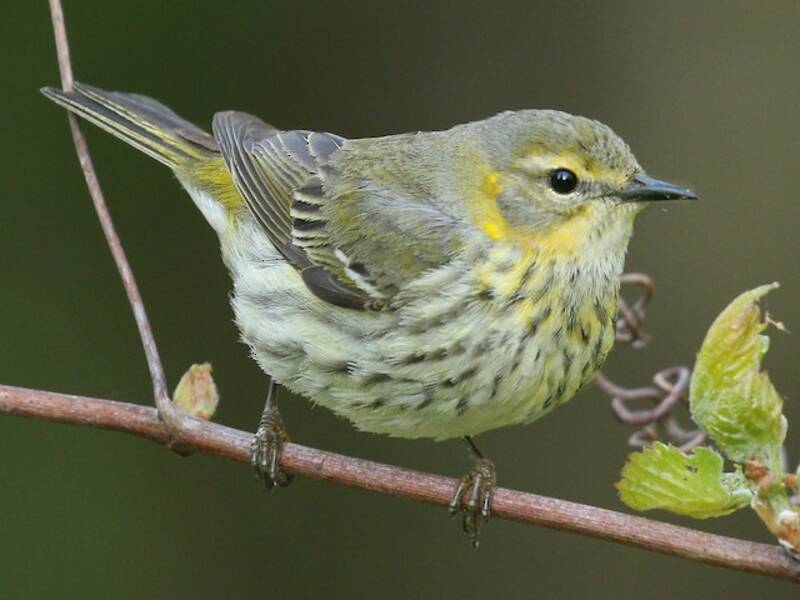 Paruline tigrée