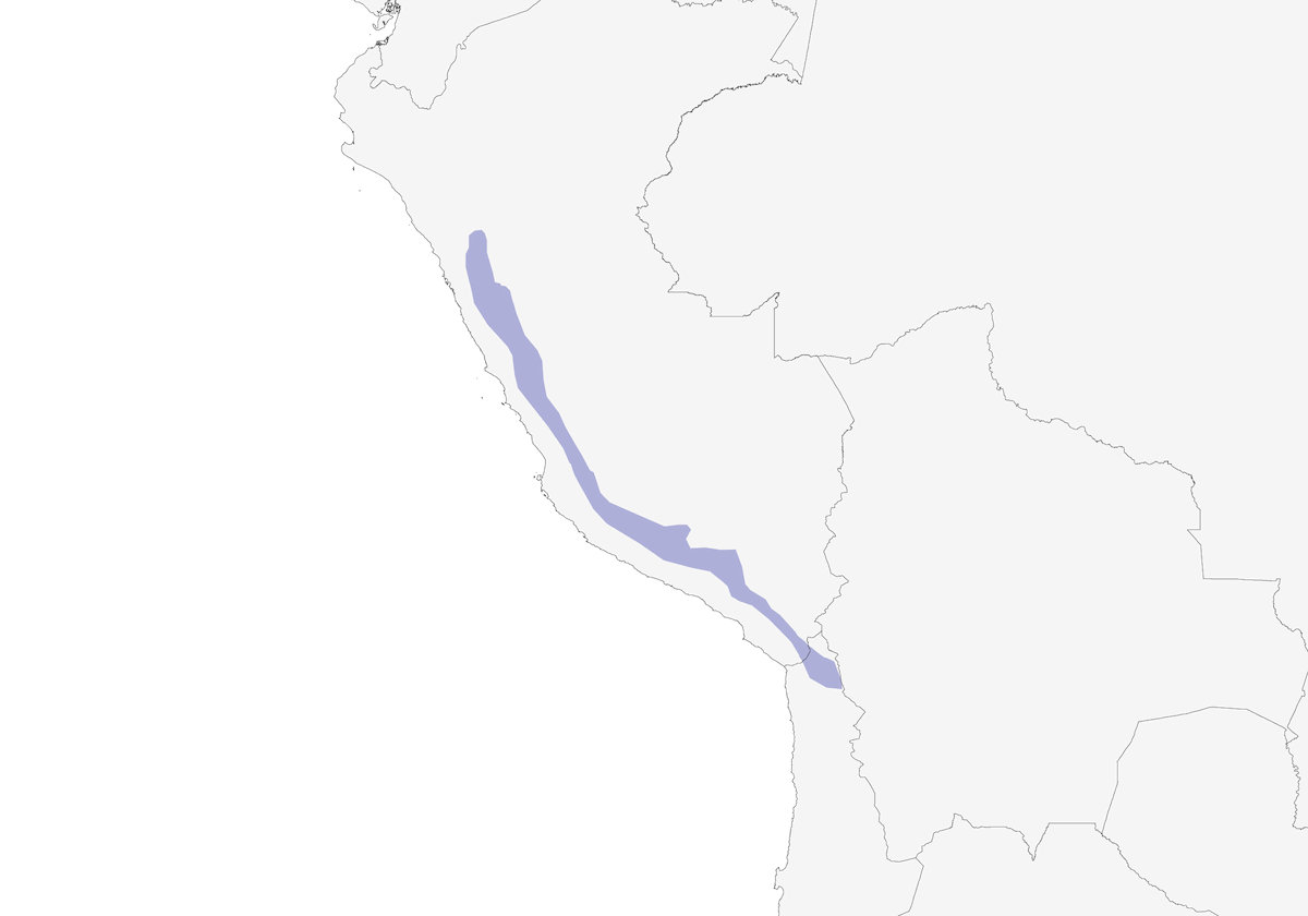 Canyon Canastero, Distribution 1