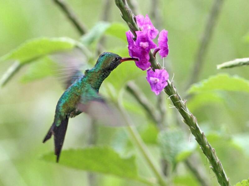 Canivet's Emerald, 照片 3