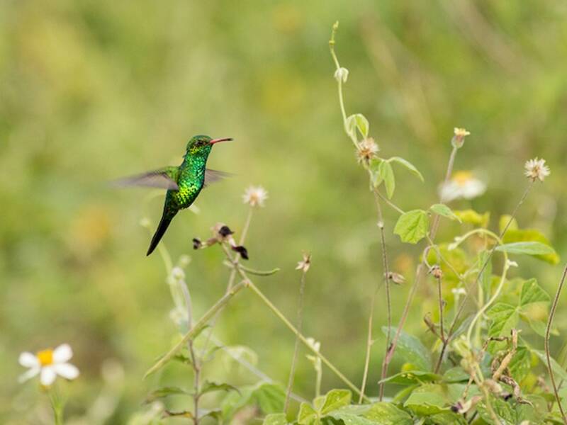 Canivet's Emerald, 照片 4