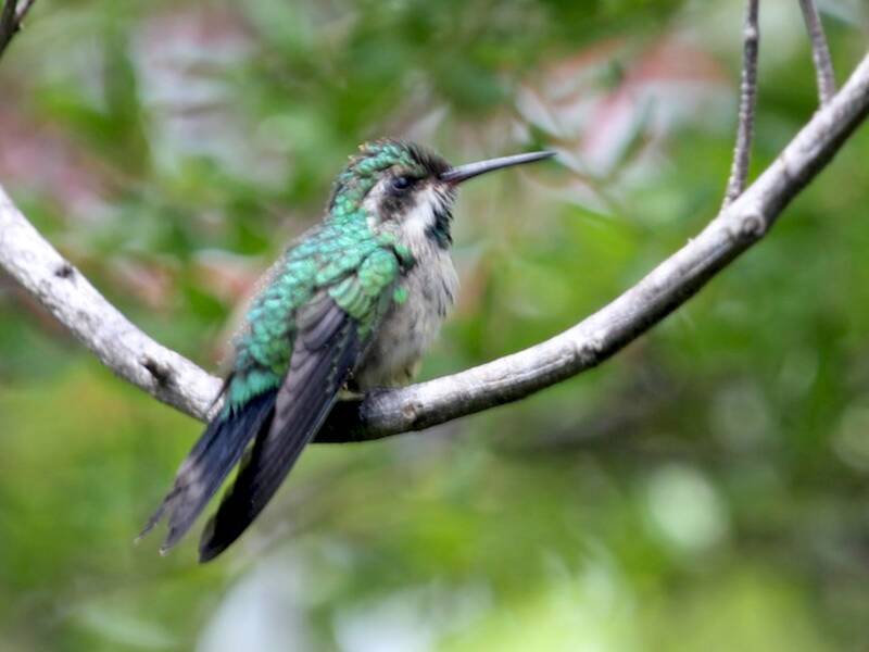 Canivet's Emerald (Cynanthus canivetii)