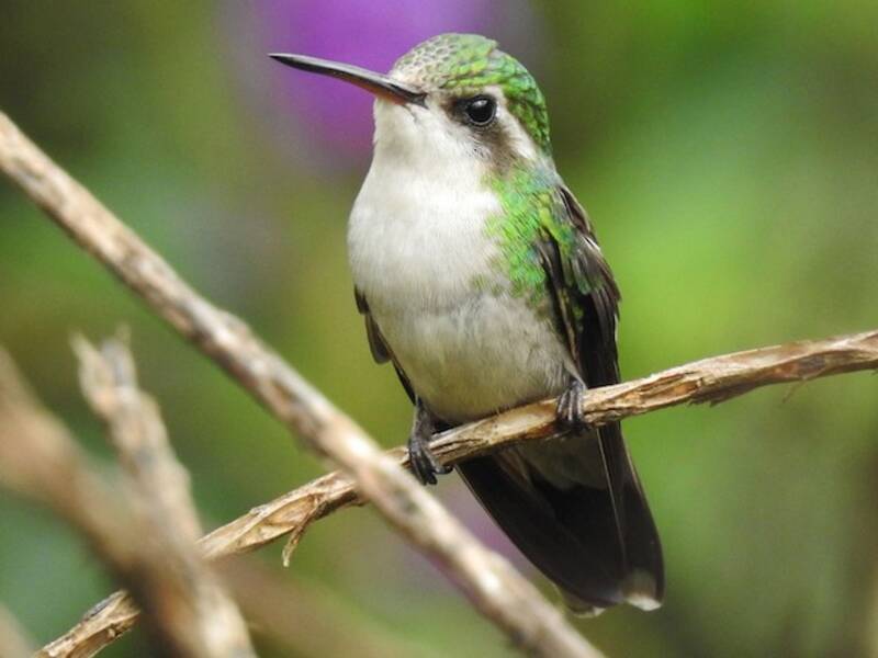 Canivet's Emerald, 照片 2