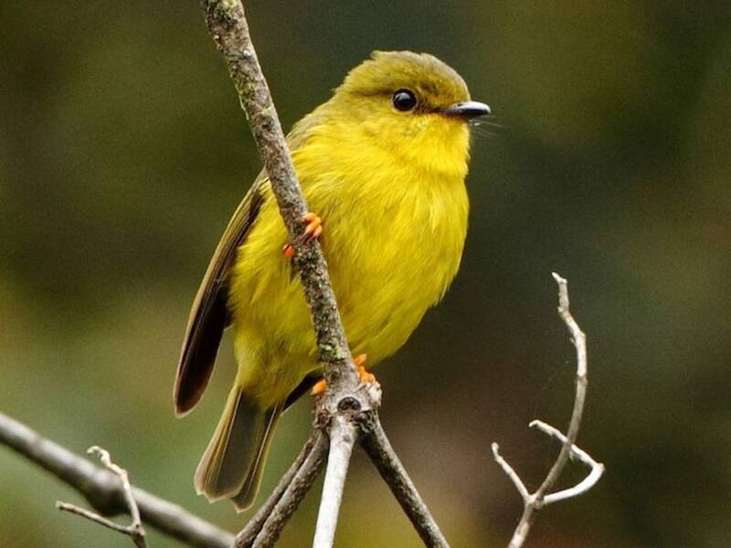Mosquero-petroica canario, Fotos 3