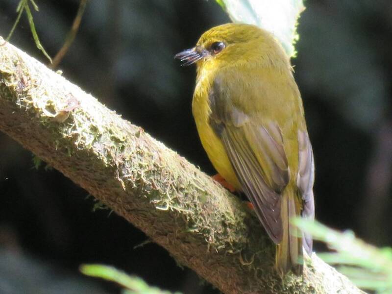 Mosquero-petroica canario, Fotos 2