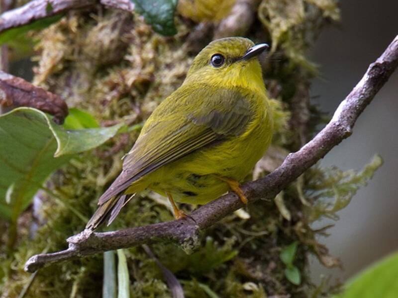 Mosquero-petroica canario