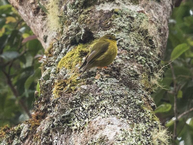Mosquero-petroica canario, Fotos 4