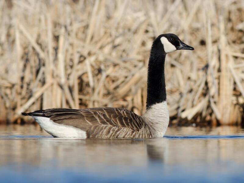 Canada Goose (Branta canadensis)