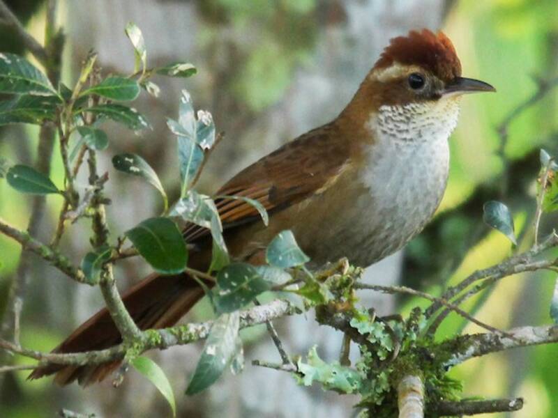 Canebrake Groundcreeper, 照片 4