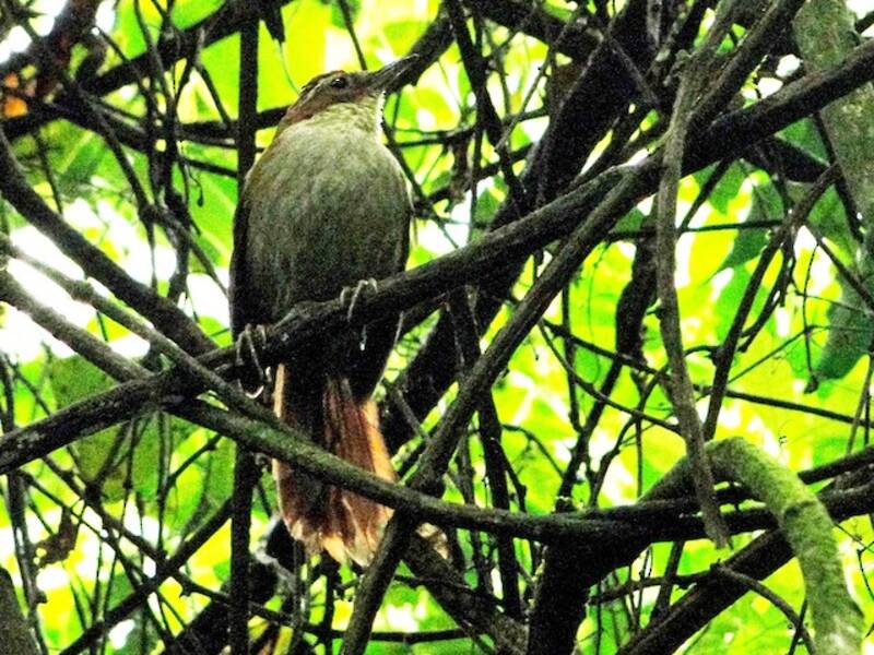 Canebrake Groundcreeper, 照片 3