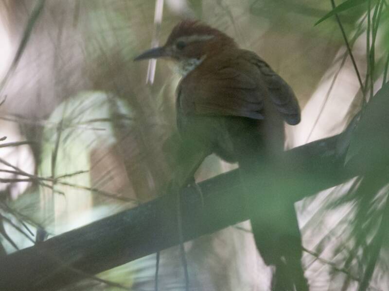 Canebrake Groundcreeper, 照片 2