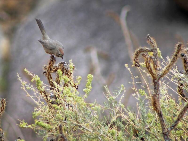 Tohi des canyons, Photos 4