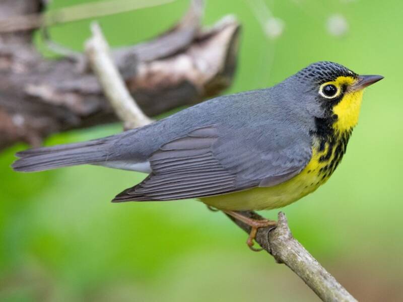 Canada Warbler, Photos 2