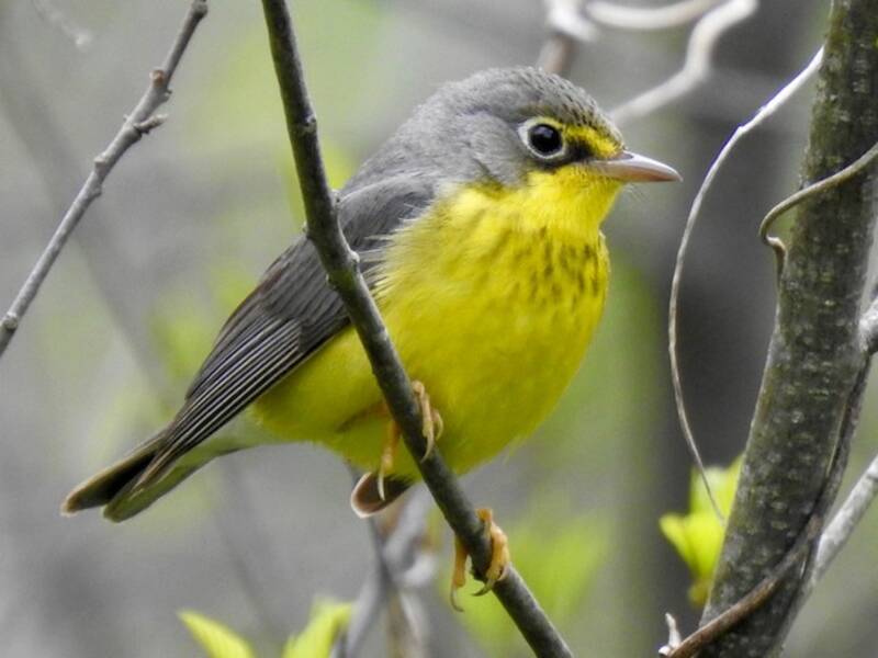 Canada Warbler, Photos 3