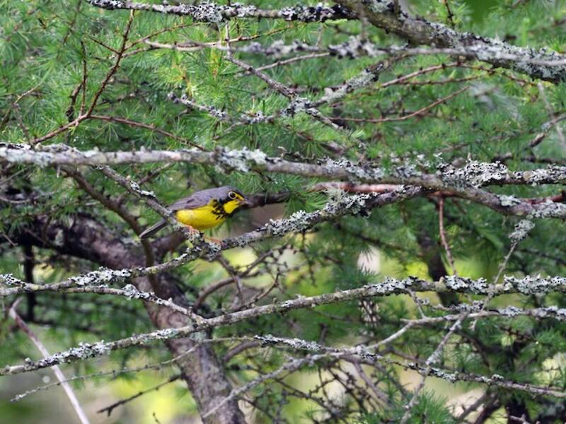 Canada Warbler, Photos 4