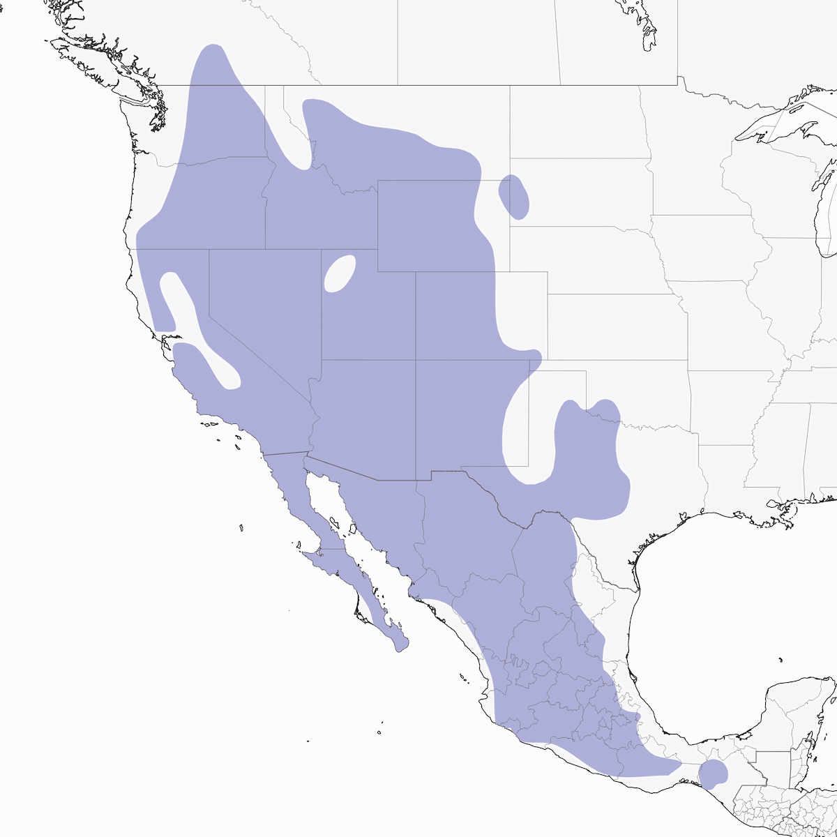 Chochín de cañón, Distribución 1