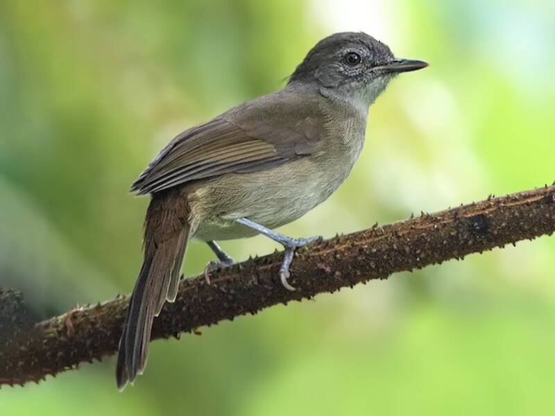 Bulbul Verde Oliva de Camerún
