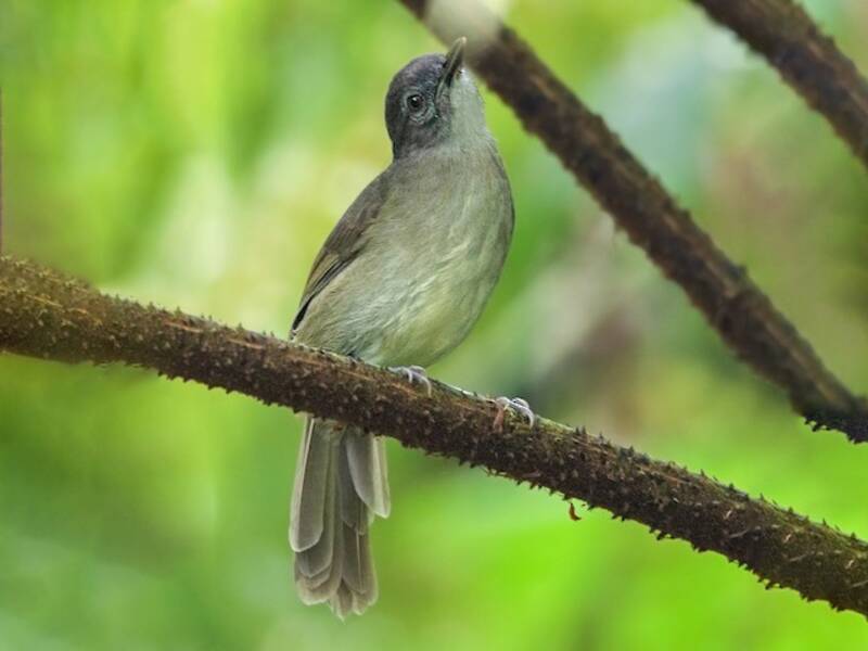 Bulbul Verde Oliva de Camerún, Fotos 2