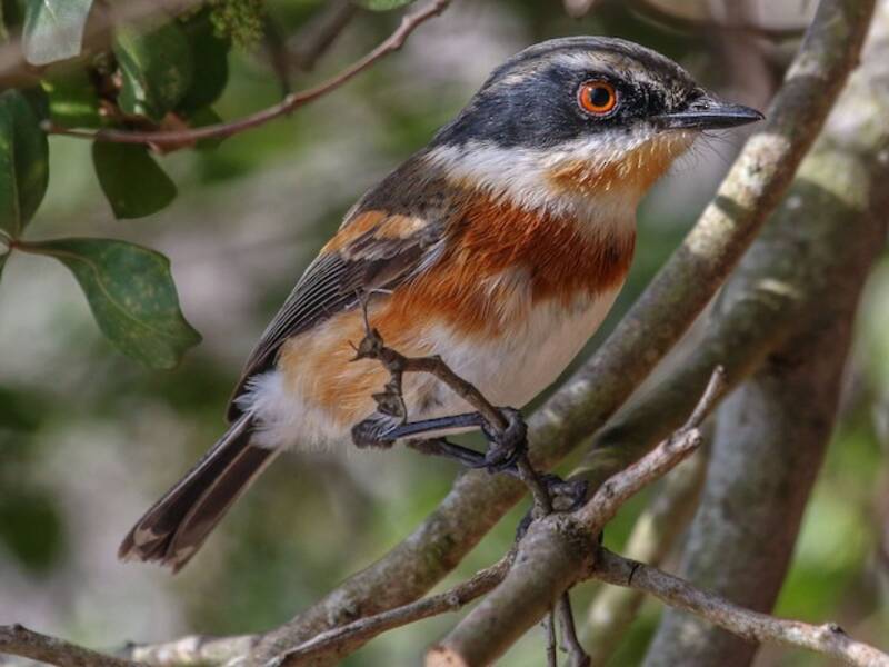 Cape Batis
