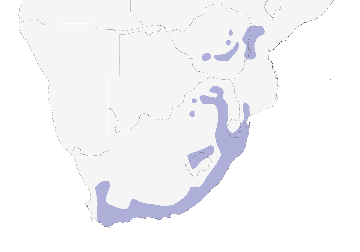Batis du Cap, Distribution 1