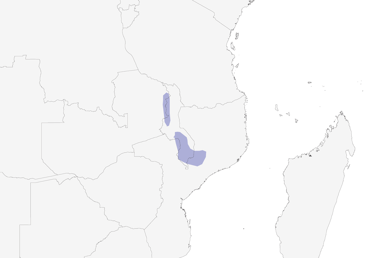 Batis de Malawi, Distribución 1