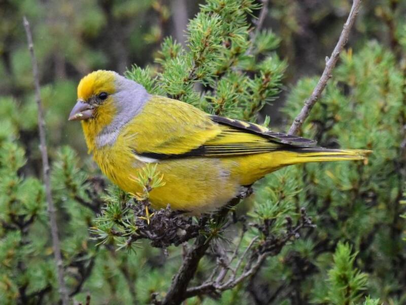 Cape Canary, 照片 3