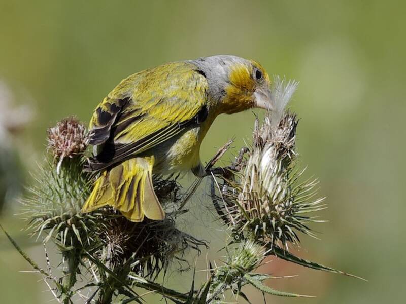 Cape Canary, 照片 4
