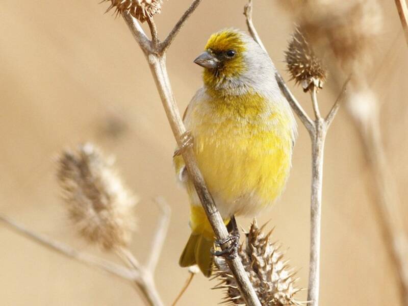 Cape Canary, 照片 2
