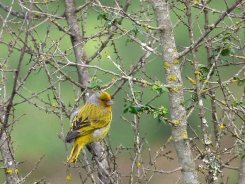Cape Canary