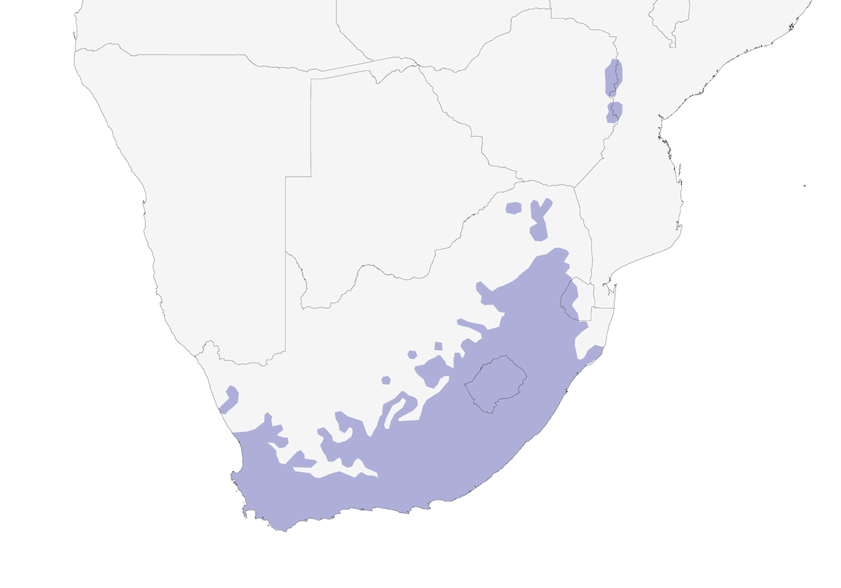 Cape Canary, 分布 1