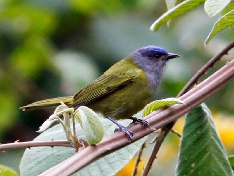 Capped Conebill