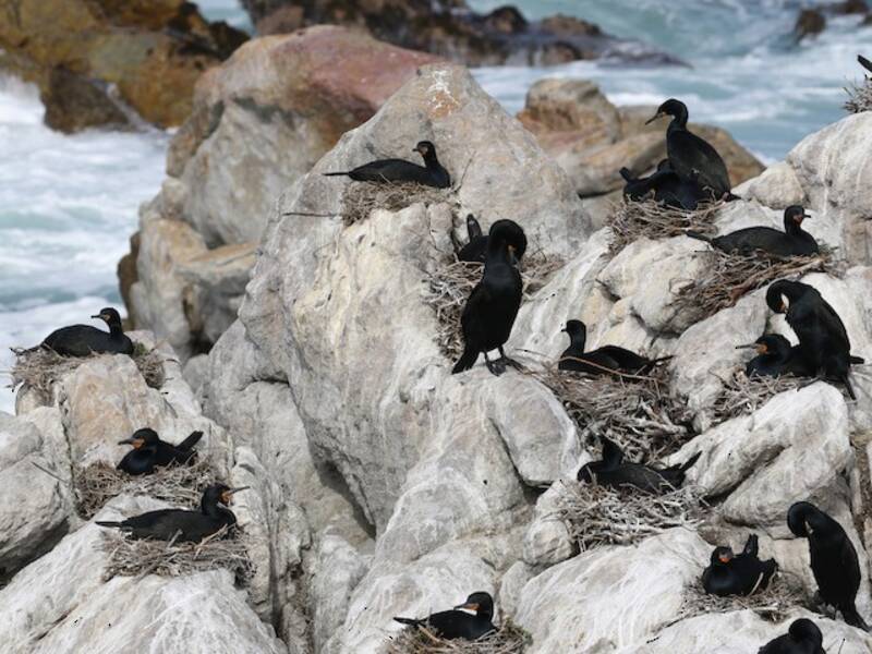 Cape Cormorant, Photos 4